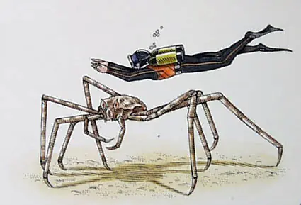 insectos
