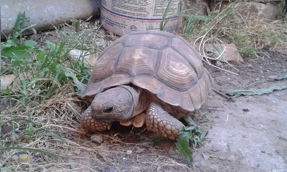 Pasa que te muestro mi Patio