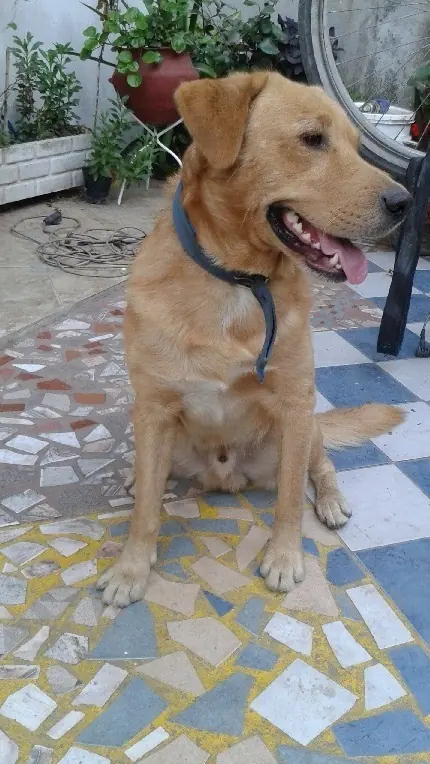perros