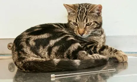 gatito