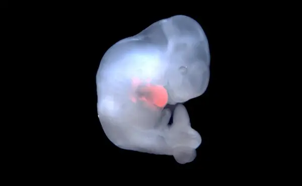 Logran fabricar órganos humanos en cerdos