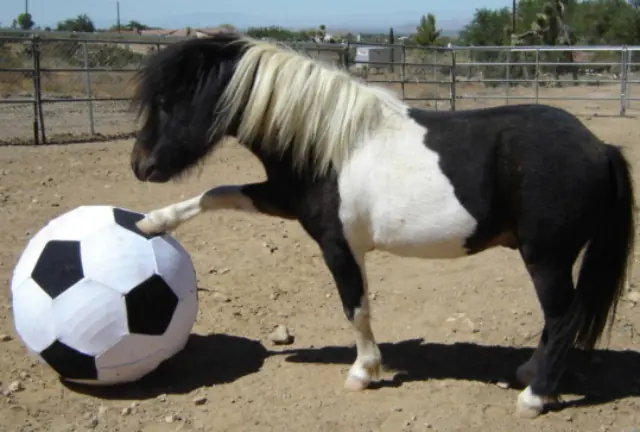 poni