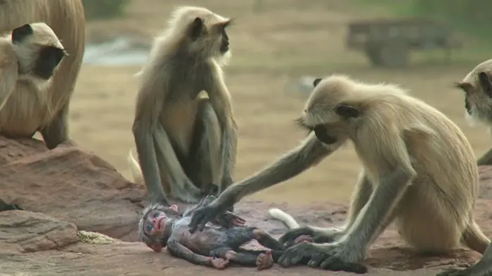 monos