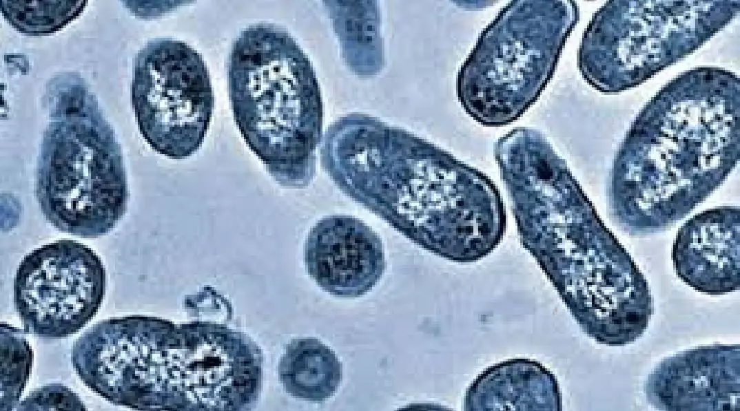 reviven bacterias