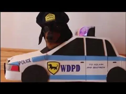 Dachshund Dachshund