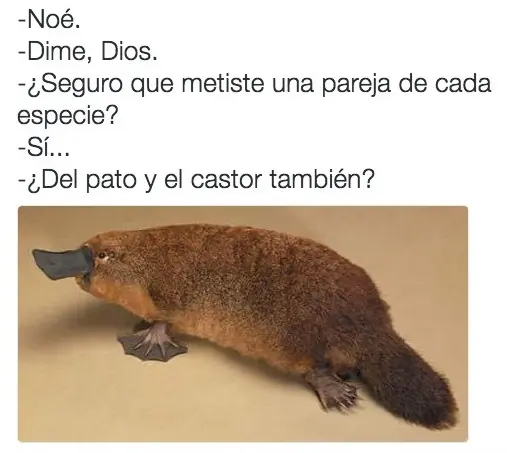 taringa