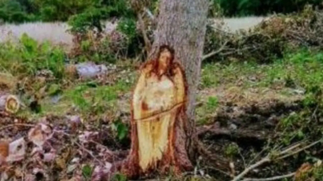 Talan un árbol en Argentina y ven la silueta de Jesucristo