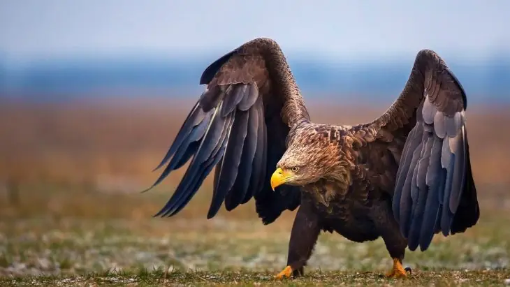 Águila real es víctima de una graciosa batalla de Photoshop