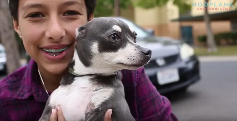 perrito