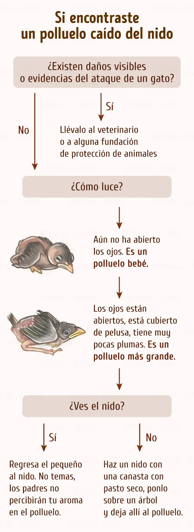 Esto es lo que hay que hacer si encuentras a un polluelo fue