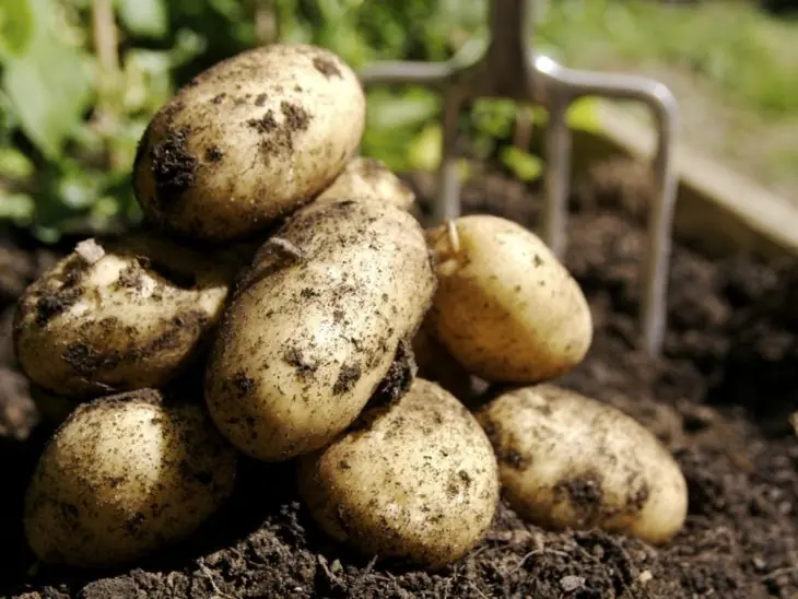 15 trucos para conservar fresca la fruta y la verdura