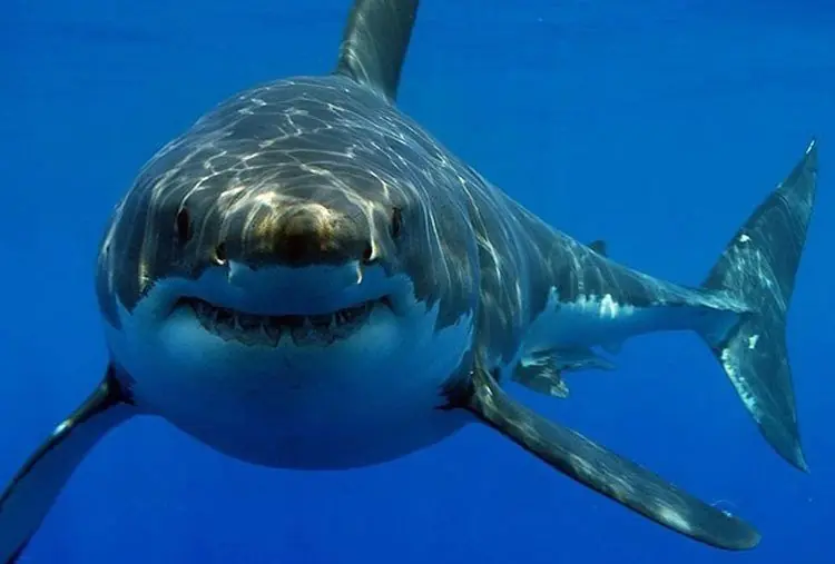 tiburones