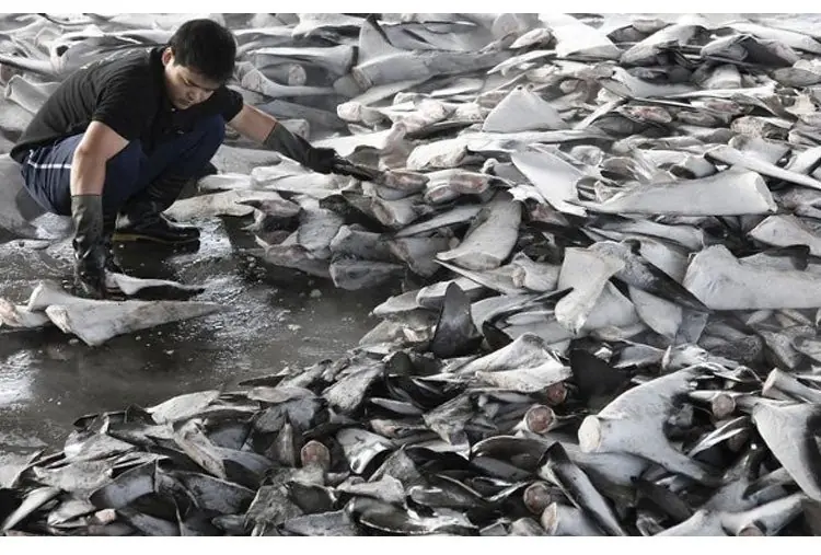 Aprende un poco más acerca de los tiburones en este post!