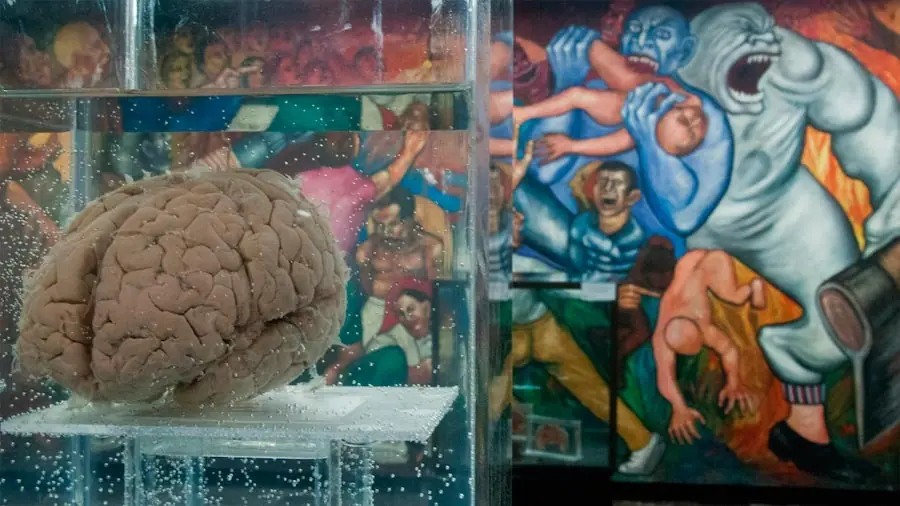 La personalidad depende de la forma del cerebro: estudio