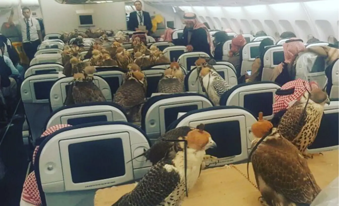 Lo que debes saber de los halcones del príncipe saudí