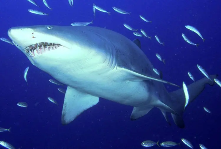 tiburones