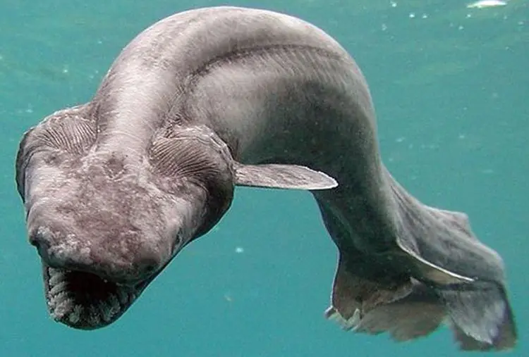 tiburones
