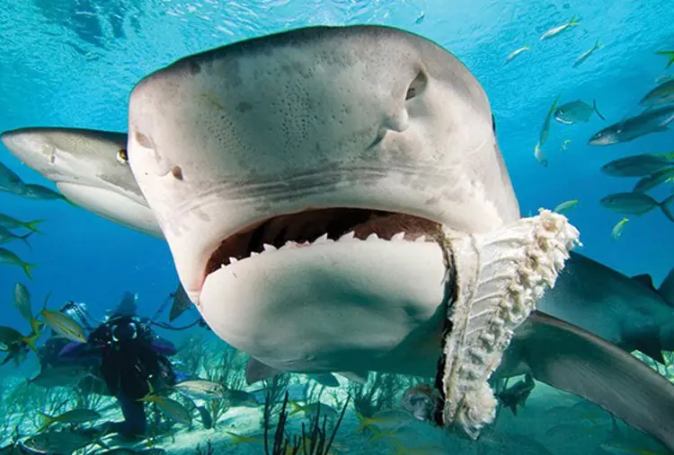 Aprende un poco más acerca de los tiburones en este post!