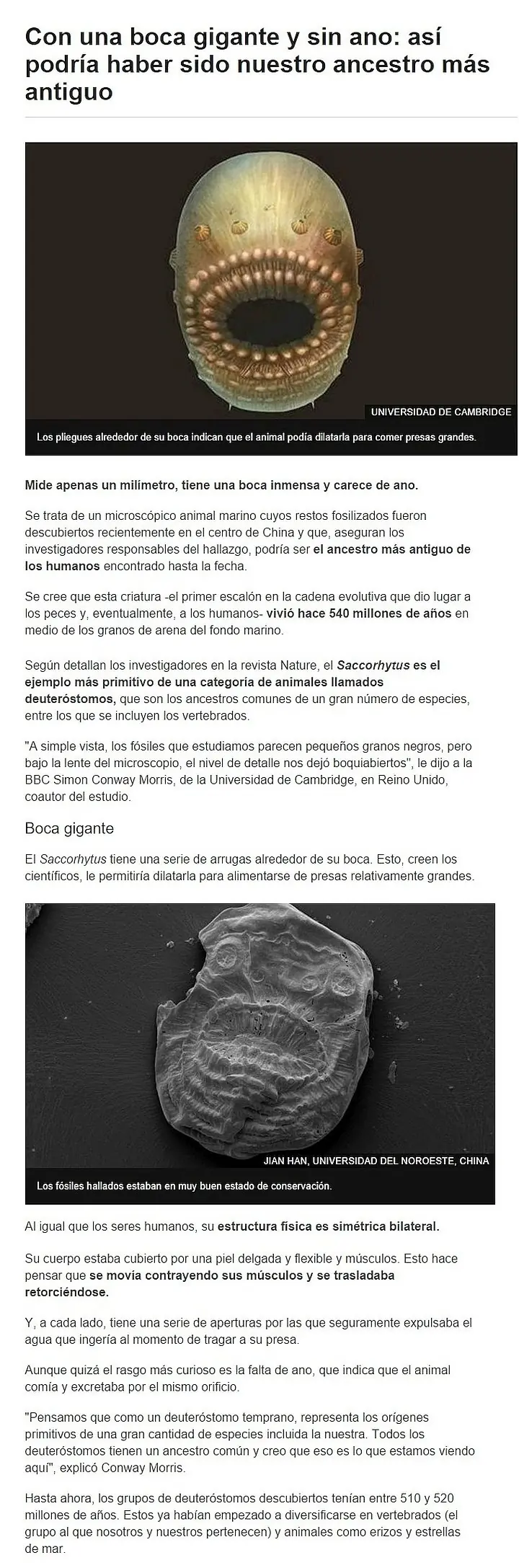 Con una boca gigante y sin ano: sería nuestro 1er Ancestro