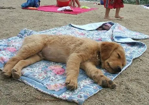 15 Perros que han decidido descansar en lugares insólitos..!