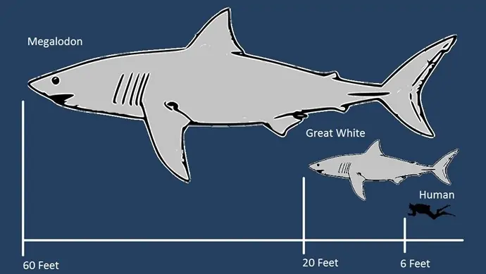 Megalodon