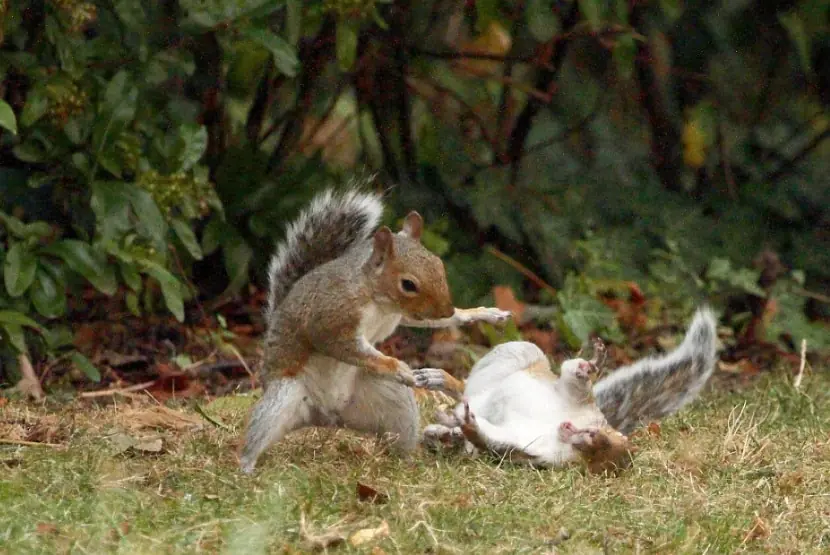 animales