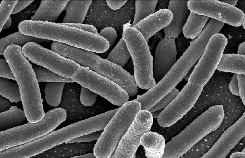 Bacterias sintéticas han logrado pasar su test de Turing