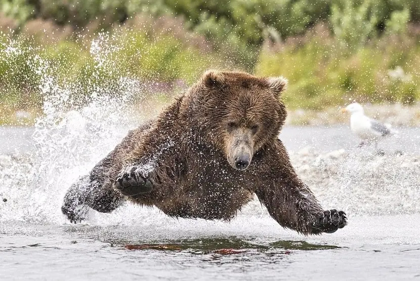 fotos de animales