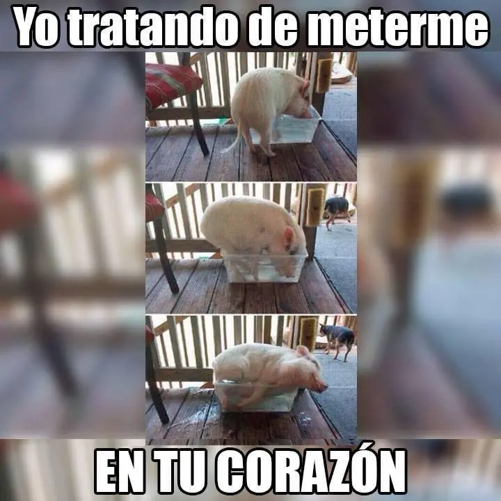 memes