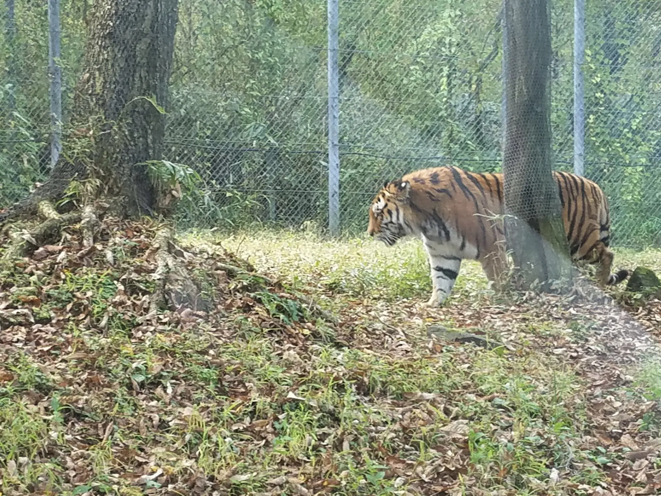 Mi vida en Japon - Paseando en Fuji Safari Park
