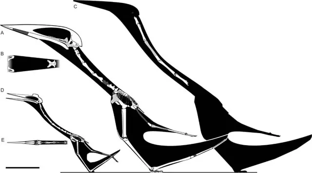 Hallan fósiles de un super Pterosaurio