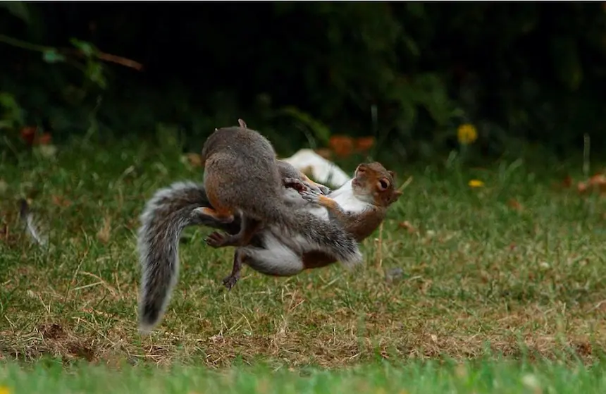 peleas peleas