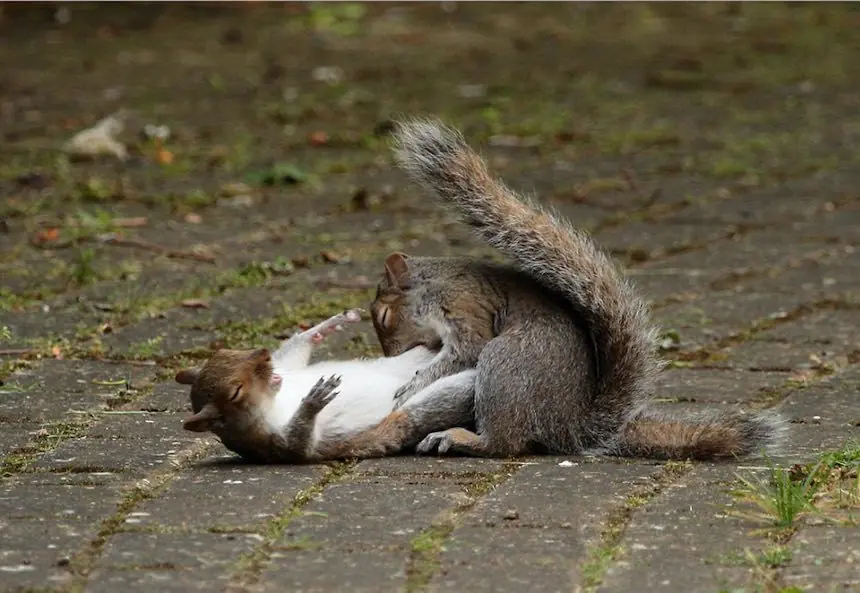 fight fight