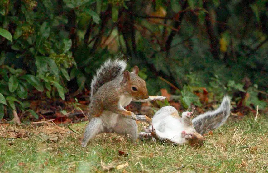 ¡Ardillas tienen la batalla del siglo compruébalo tu mismo!