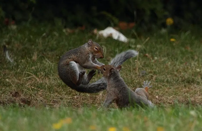 animales animales