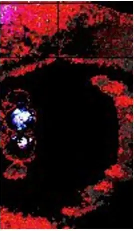 El caso más aterrador de 4Chan. imperdible