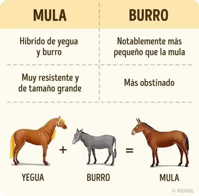 ¡8 Sencillas cosas que confundimos desde la escuela!