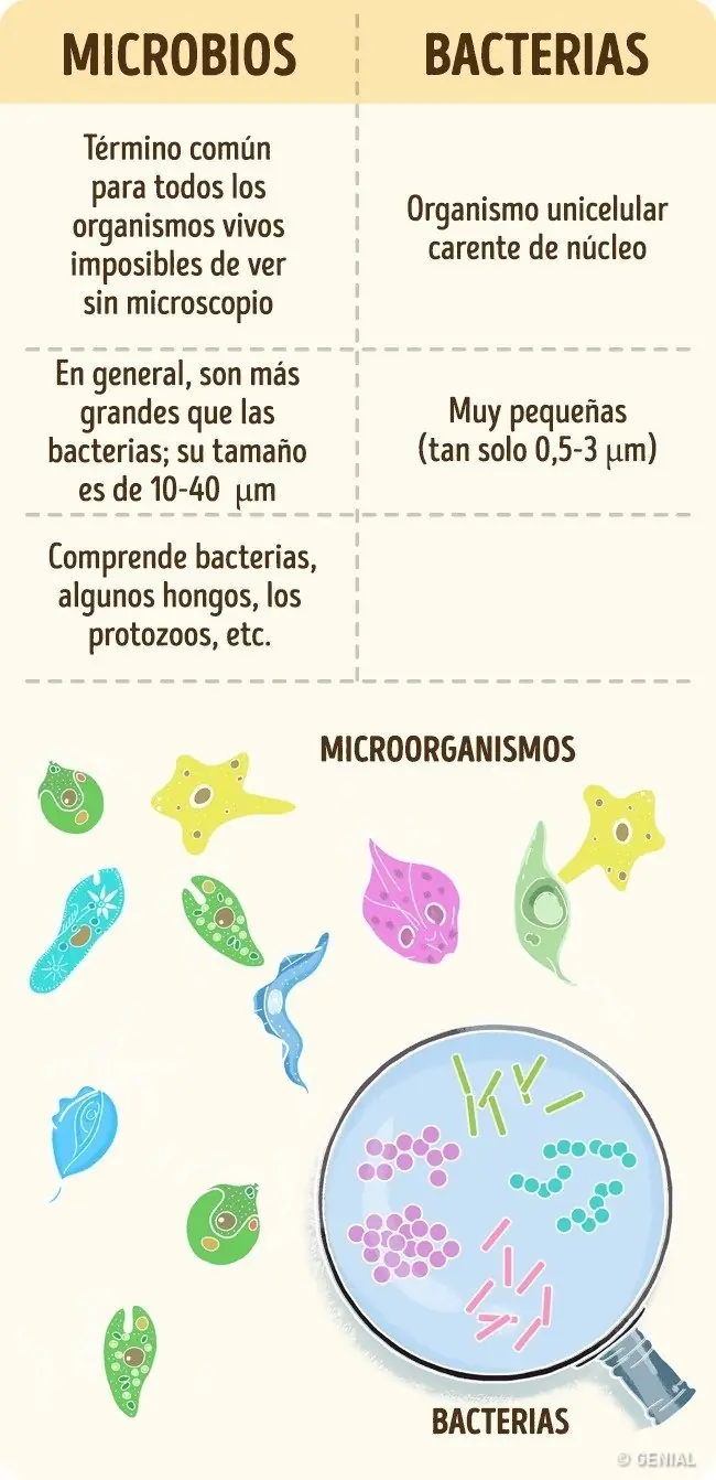 lista