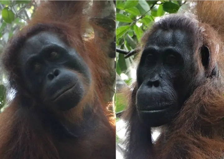 Pareja de orangutanes asesina a hembra de 35