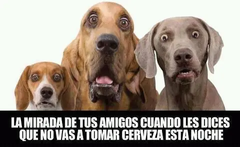 meme