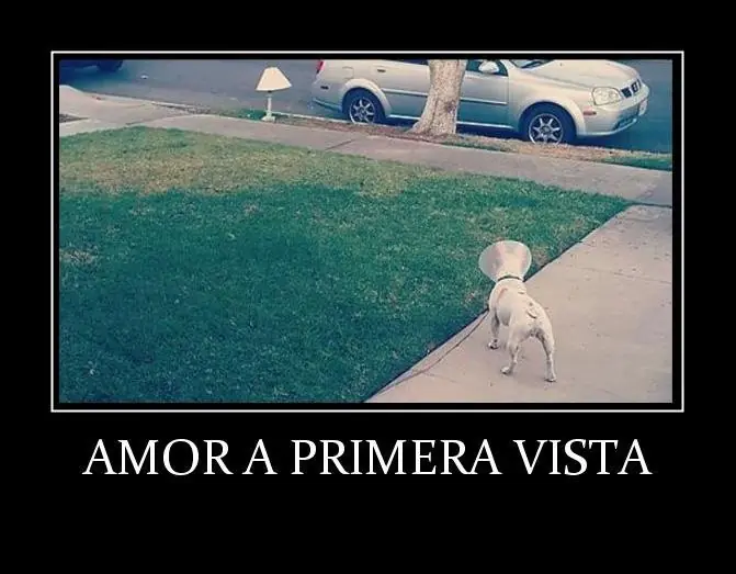 memes