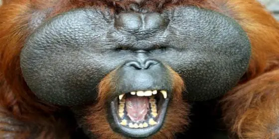 orangutanes