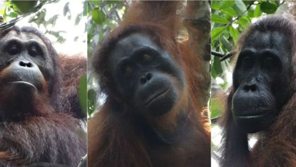 Pareja de orangutanes asesina a hembra de 35