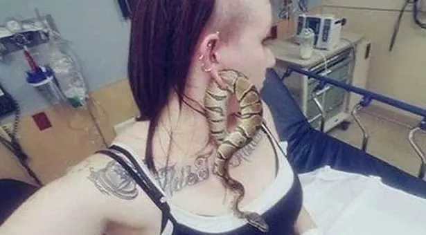 mascota