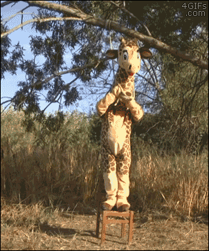gif graciosos gif graciosos