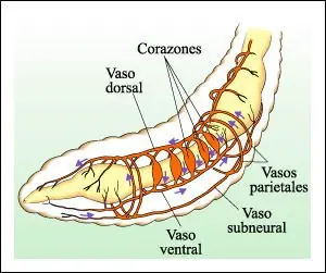 conocelas