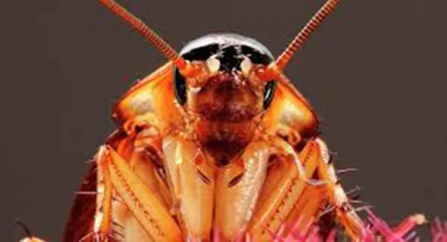 Video: le sacaron una cucaracha viva de la cabeza