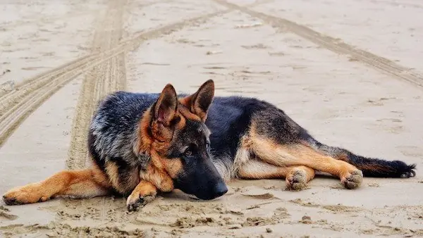 10 animales famosos que tienen mucho dinero