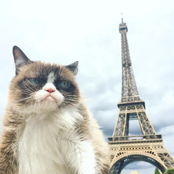 10 animales famosos que tienen mucho dinero