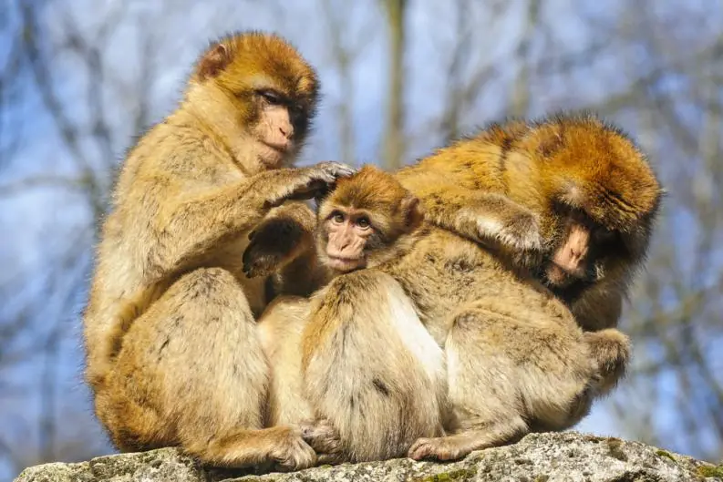 10 Especies que dominarían el mundo si no existiéramos 10 Especies que dominarían el mundo si no existiéramos